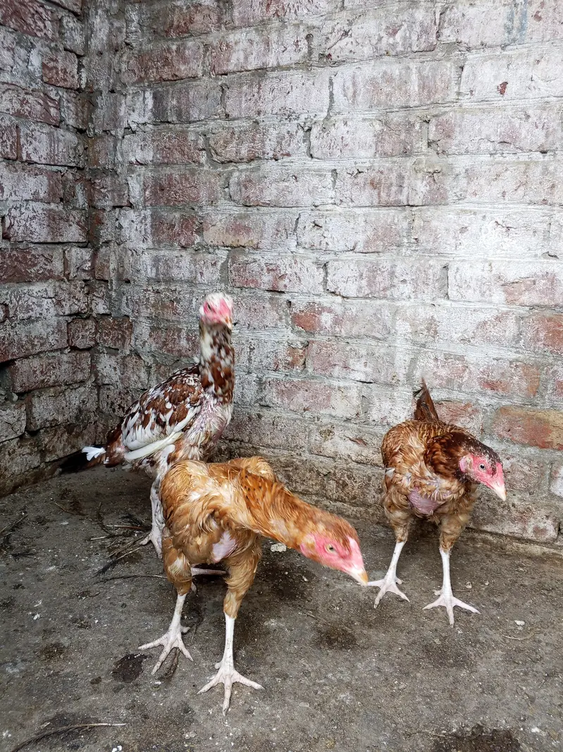 Pure Aseel Hens Paper white murga ka cross . 6000 per hen — photo 2