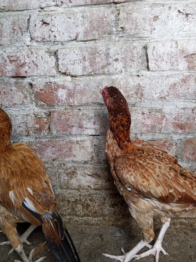 Pure Aseel Hens Paper white murga ka cross . 6000 per hen — photo 3