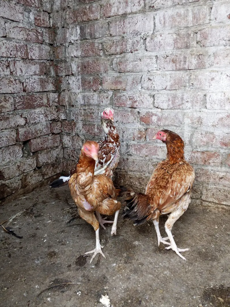 Pure Aseel Hens Paper white murga ka cross . 6000 per hen — photo 4