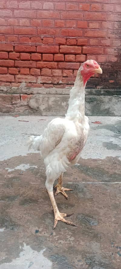 White King O Shamo Female