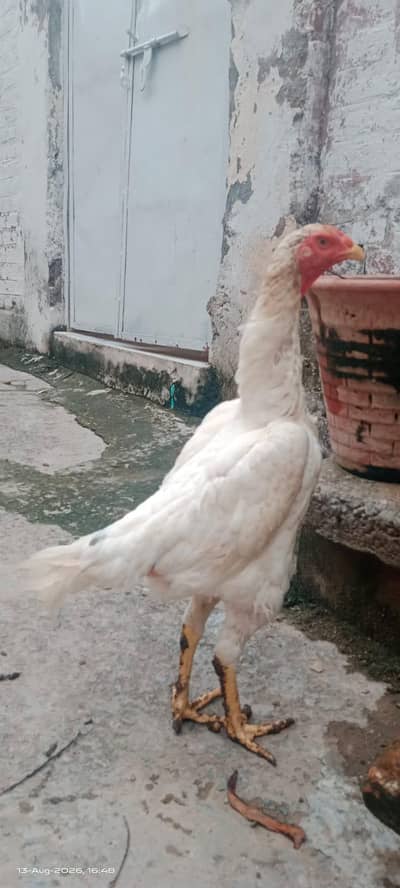 White King O Shamo egg laying Female
