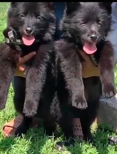 German shephed puppies for sale