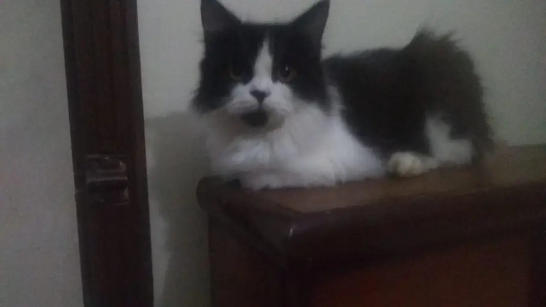 male cat for mating — photo 2