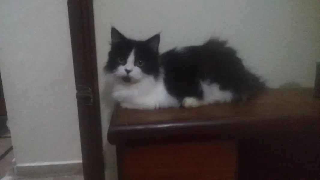 male cat for mating — photo 3