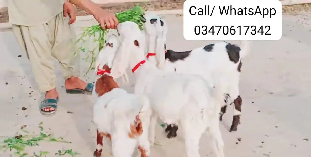 Desi Bakri Our 3 Bacchon Ka Sath Urgent for sale/ _O347O6I7342 — photo 6