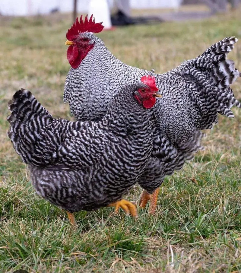 Plymouth and white polish eggs
