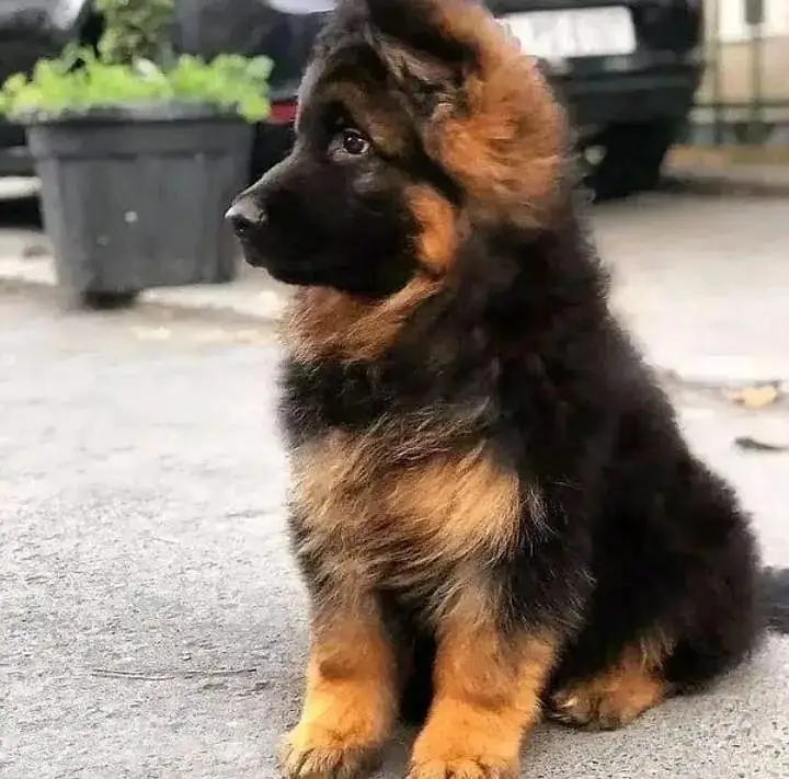 German shepherd puppies — photo 3