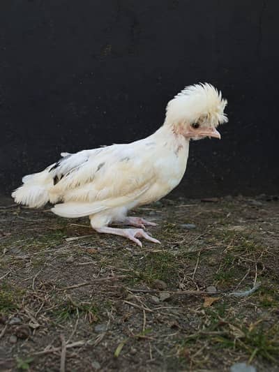 polish hen