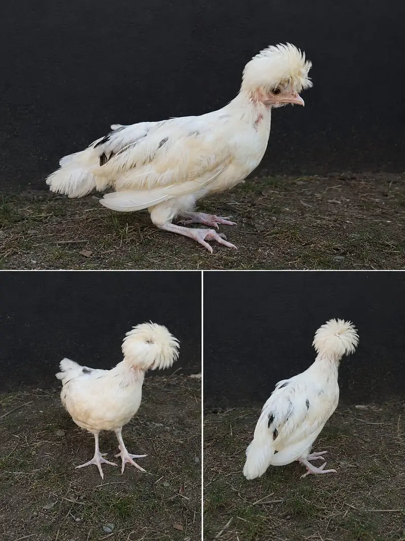 polish hen — photo 2