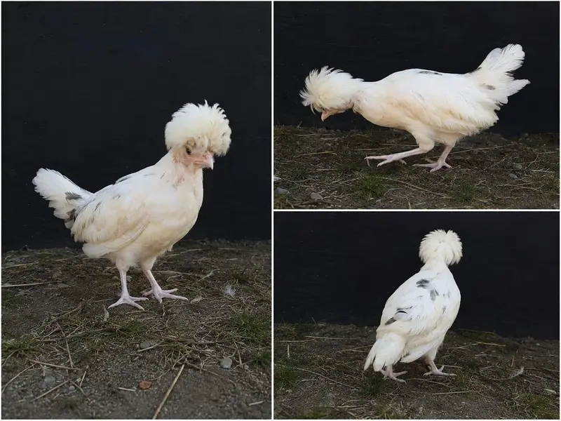 polish hen — photo 3