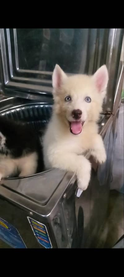 Siberian Husky Male Puppy