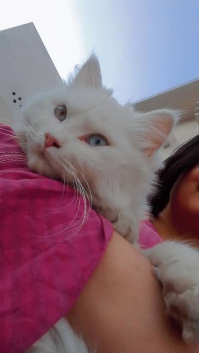 different eye colours,wight Persian cat , toilet trained , friendly