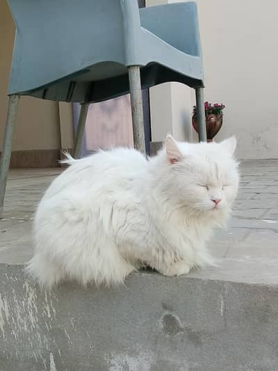 different eye colours,wight Persian cat , toilet trained , friendly