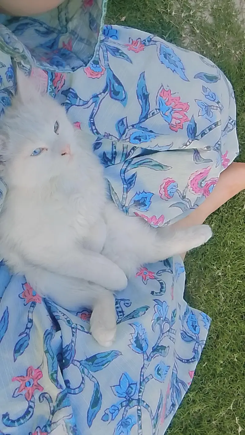 different eye colours,wight Persian cat , toilet trained , friendly — photo 3