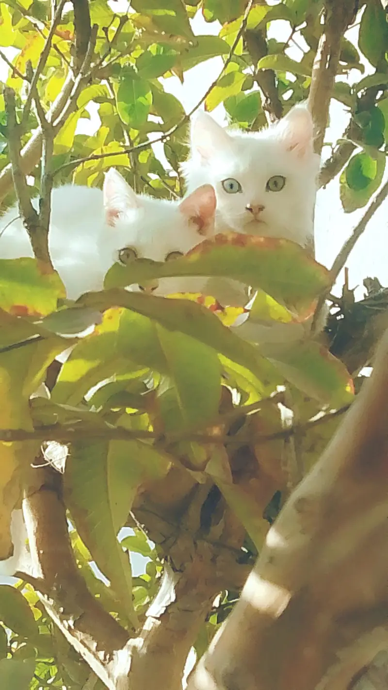 different eye colours,wight Persian cat , toilet trained , friendly — photo 4