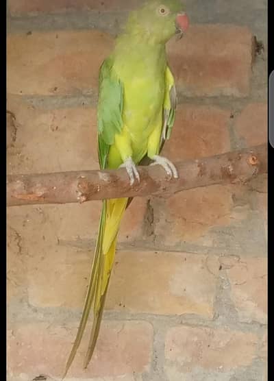 parrots female . 03020729311