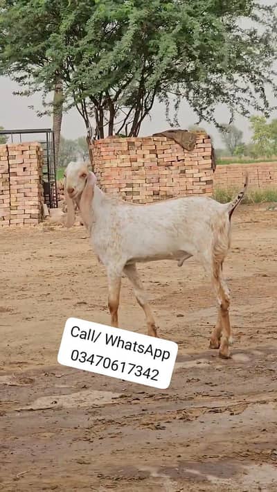 Makkah Chini Bakra Urgent For Sale/ _O347O6I7342