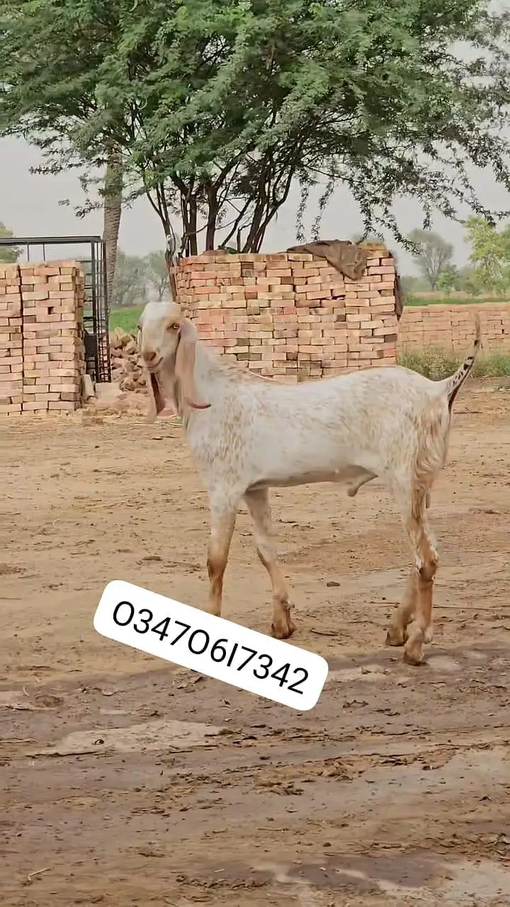Makkah Chini Bakra Urgent For Sale/ _O347O6I7342 — photo 3