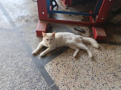 Beautiful Persian White Eyes Color For Sale