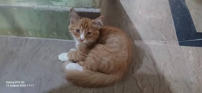 persian cat