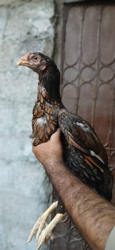 Quality Shajri Breeder Female, Jhari-dar nok' doudle body. white eyes