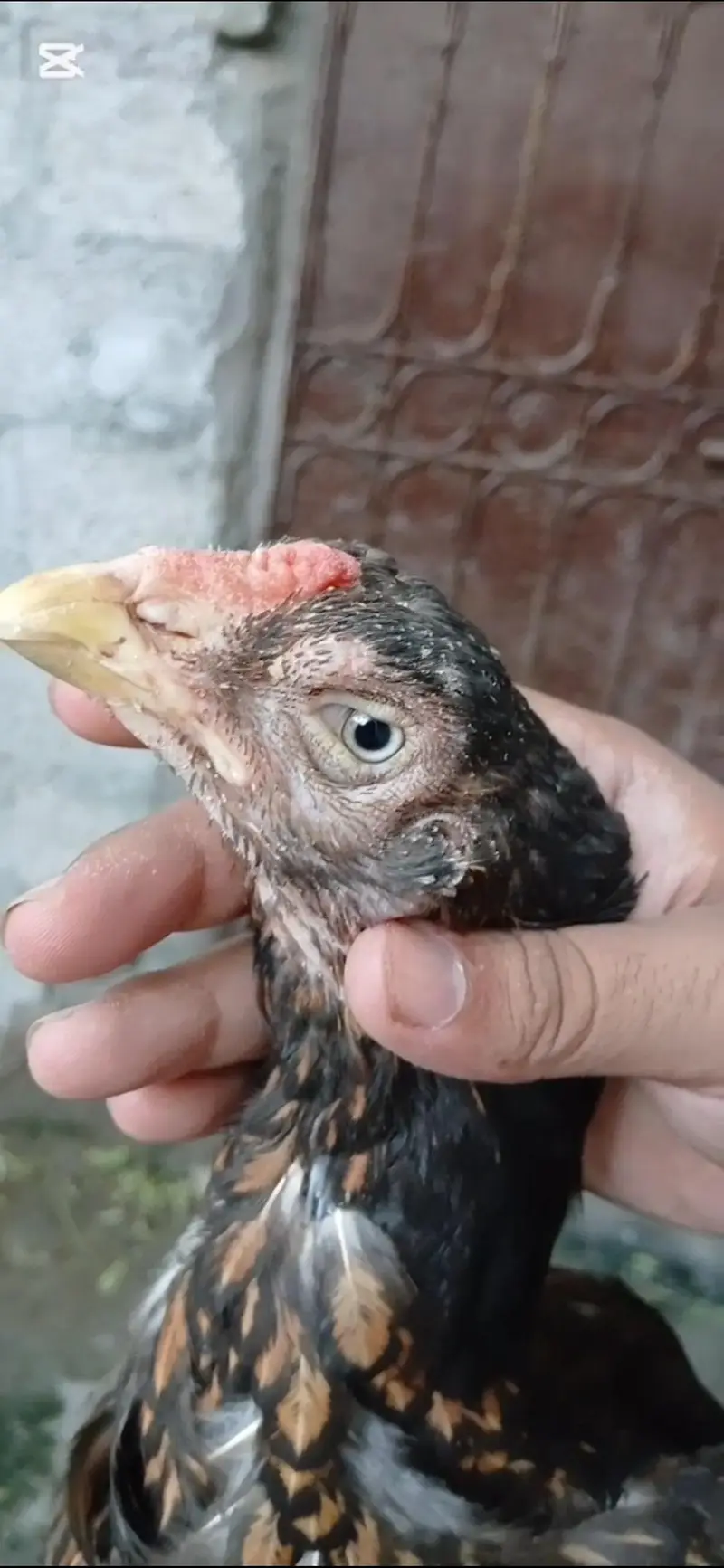 Quality Shajri Breeder Female, Jhari-dar nok' doudle body. white eyes — photo 4