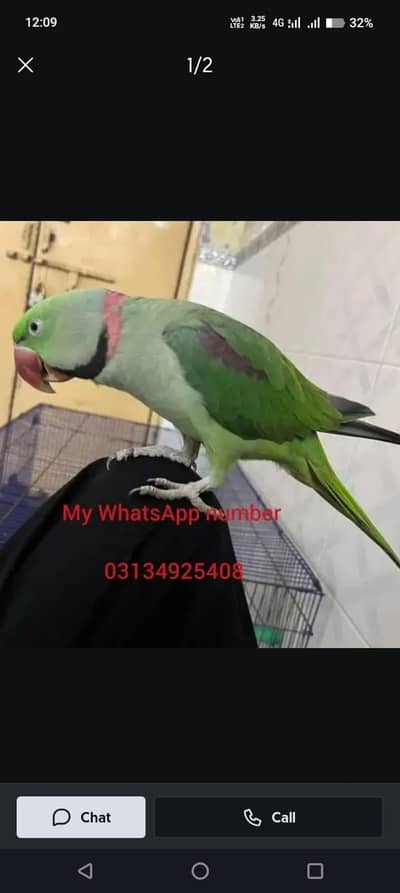 Kashmir Raw Parrot  handtam