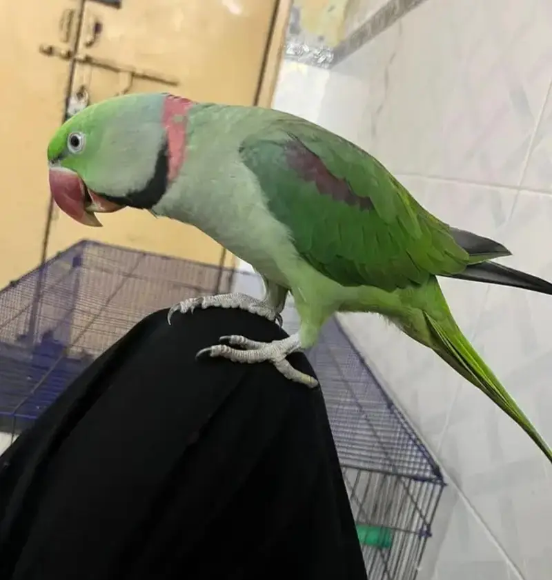 Kashmir Raw Parrot  handtam — photo 2
