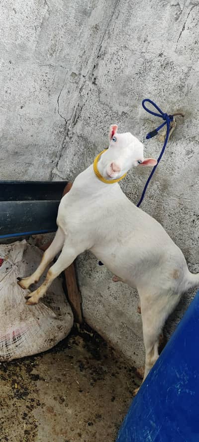 Tedda Bakra
