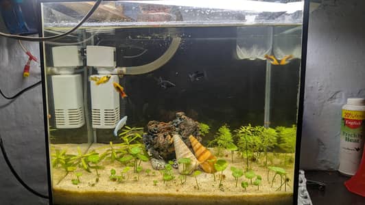 Live Plants Fish Acqurium for sale