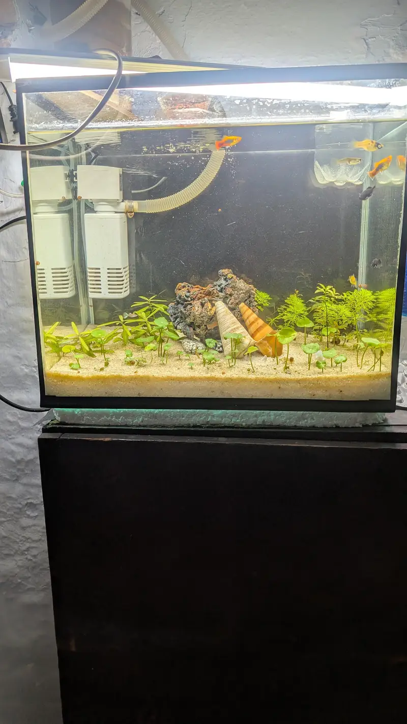 Live Plants Fish Acqurium for sale — photo 2