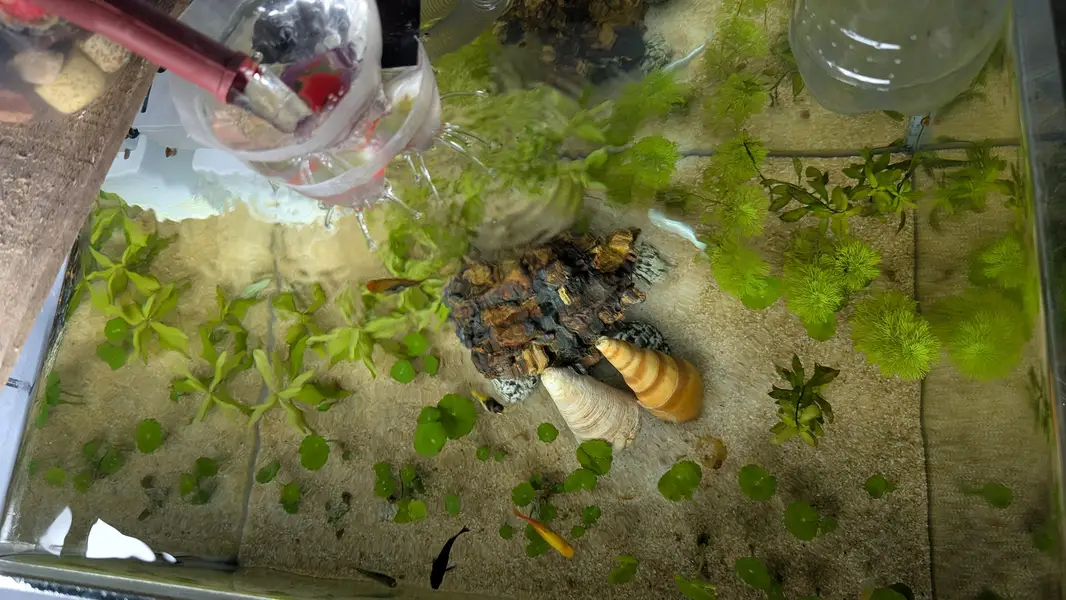 Live Plants Fish Acqurium for sale — photo 3