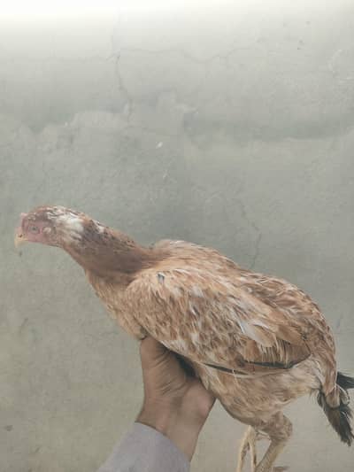 Sirf serious buyer rabta karein for Whatsapp 03036790802