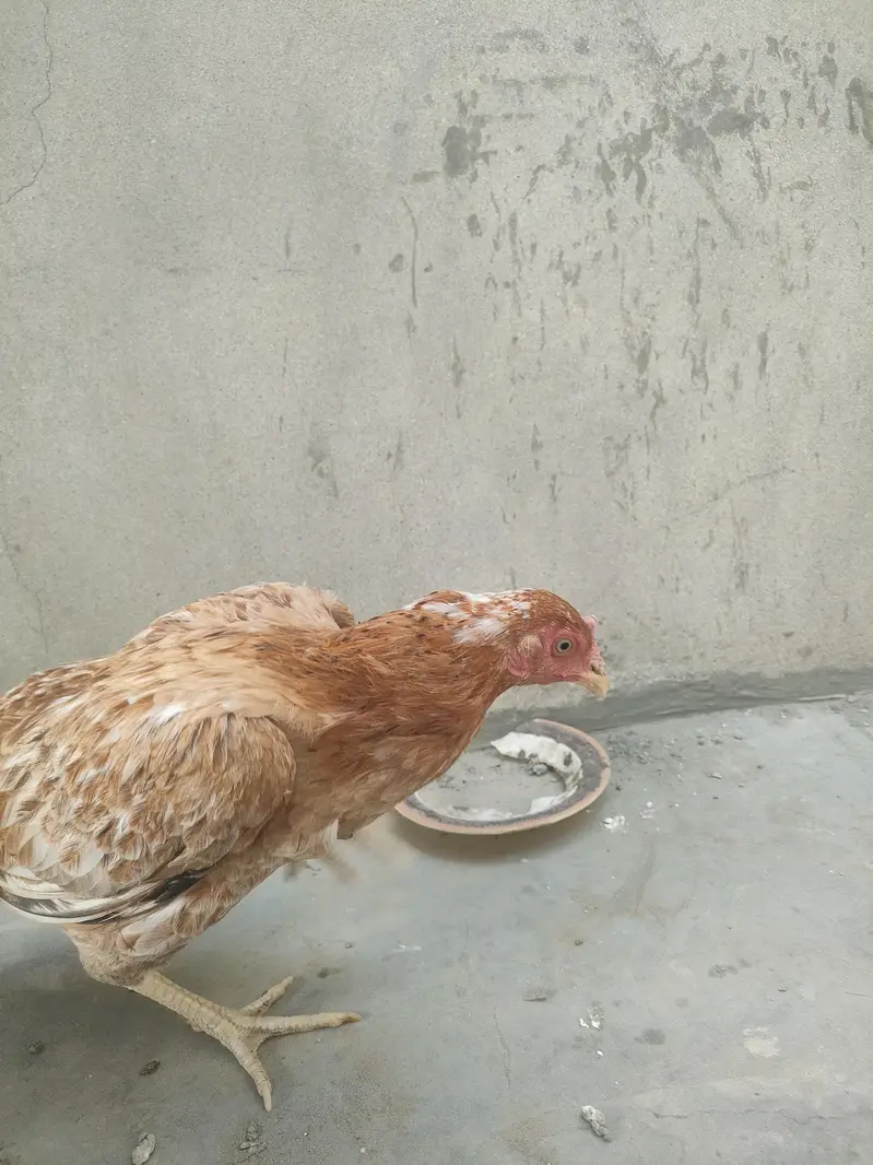 Sirf serious buyer rabta karein for Whatsapp 03036790802 — photo 2
