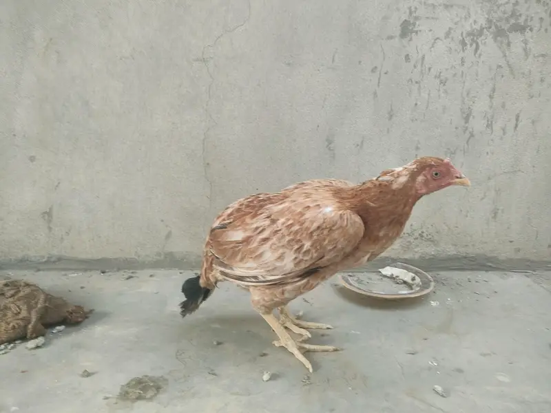 Sirf serious buyer rabta karein for Whatsapp 03036790802 — photo 3