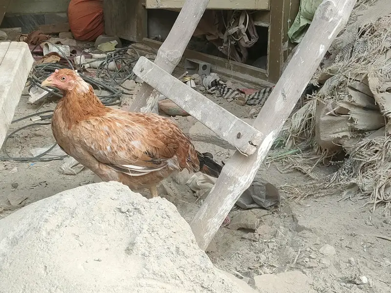 Sirf serious buyer rabta karein for Whatsapp 03036790802 — photo 4