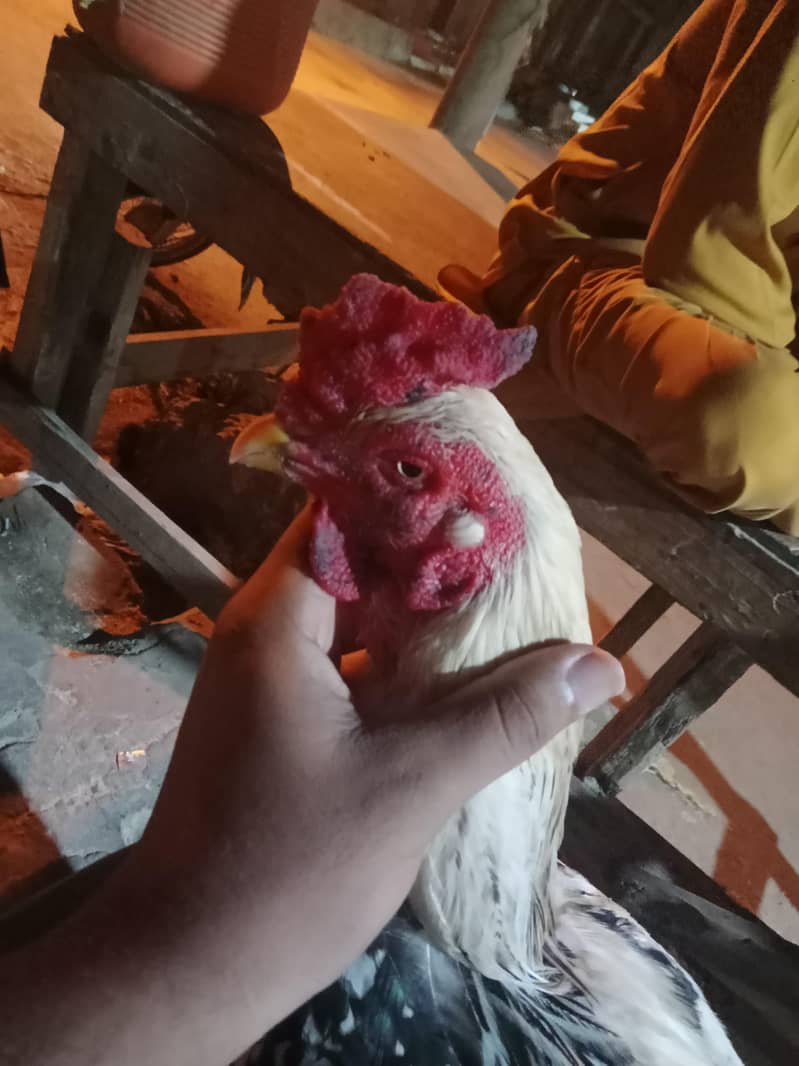 Topla java aseel 1