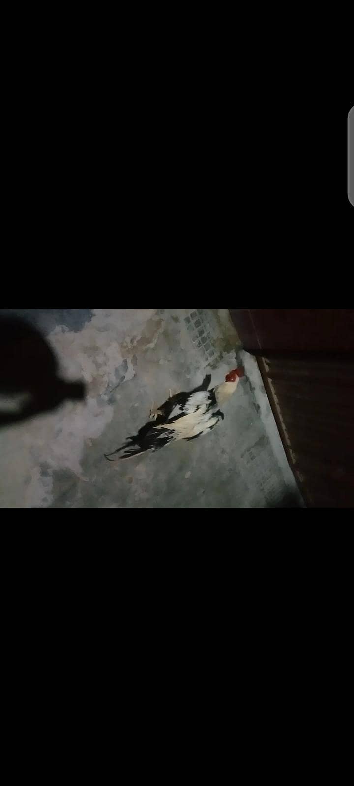 Topla java aseel 3