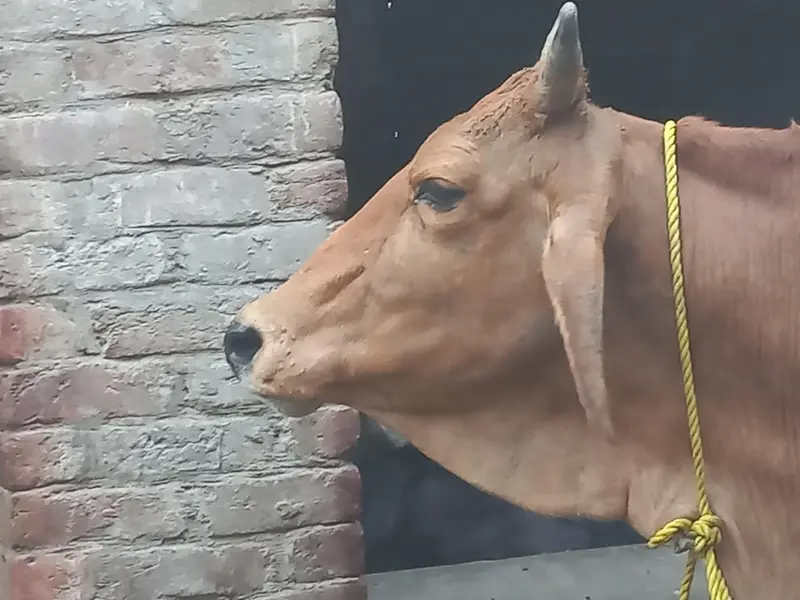 Mashallah healthy and active pehln wehr jarsi sahiwal Cross sath wcha — photo 2