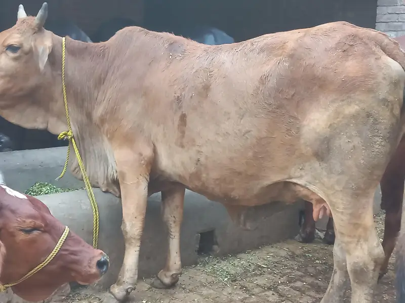 Mashallah healthy and active pehln wehr jarsi sahiwal Cross sath wcha — photo 4
