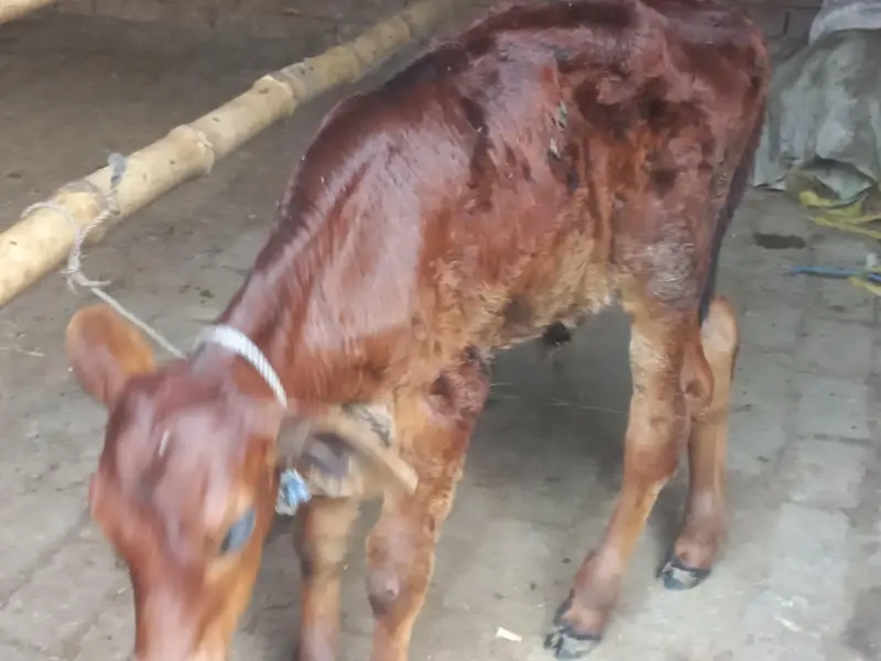 Mashallah healthy and active pehln wehr jarsi sahiwal Cross sath wcha — photo 7