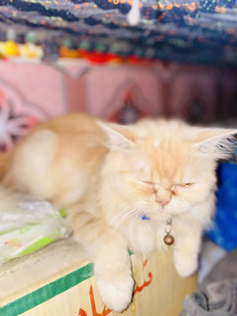 Female Cat 1