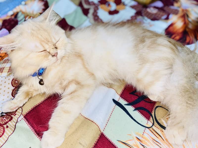 Female Cat 2
