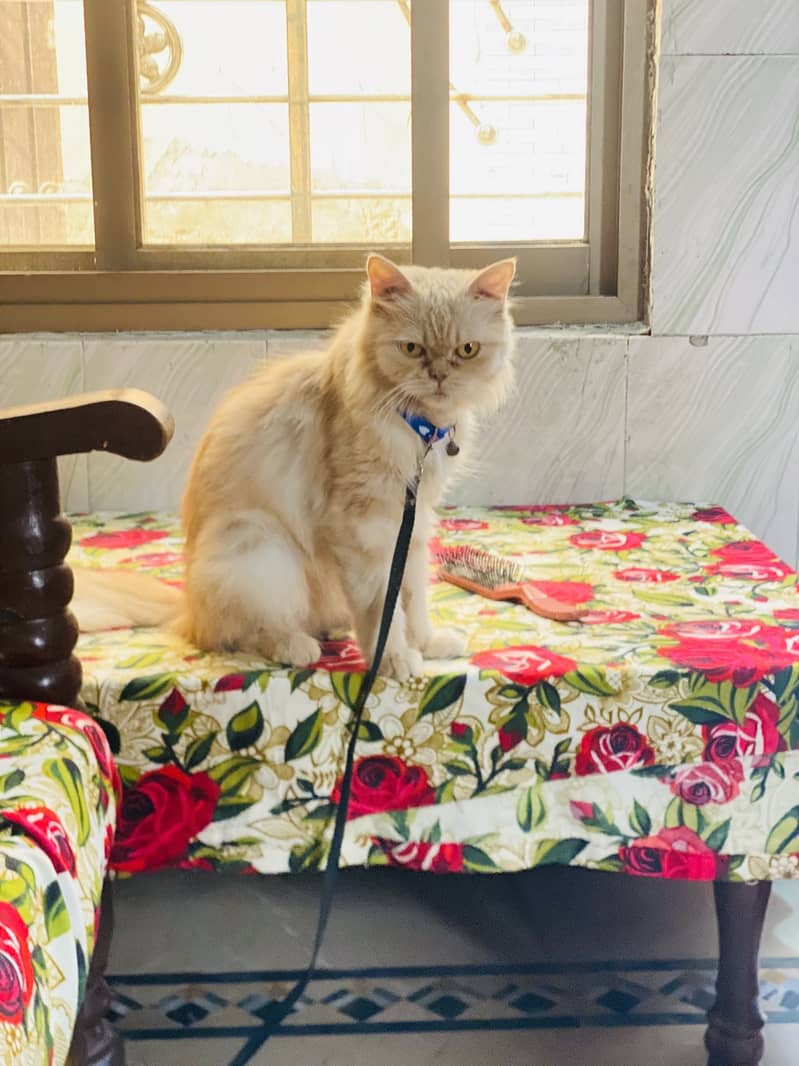 Female Cat 3