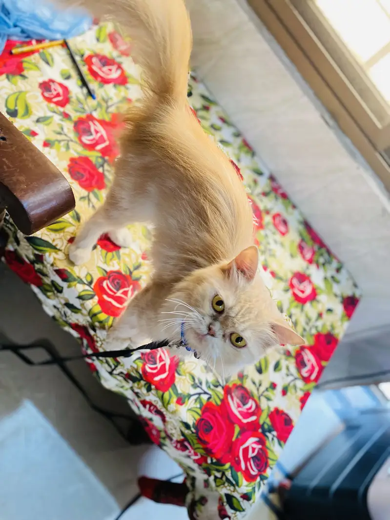 Female Cat — photo 6