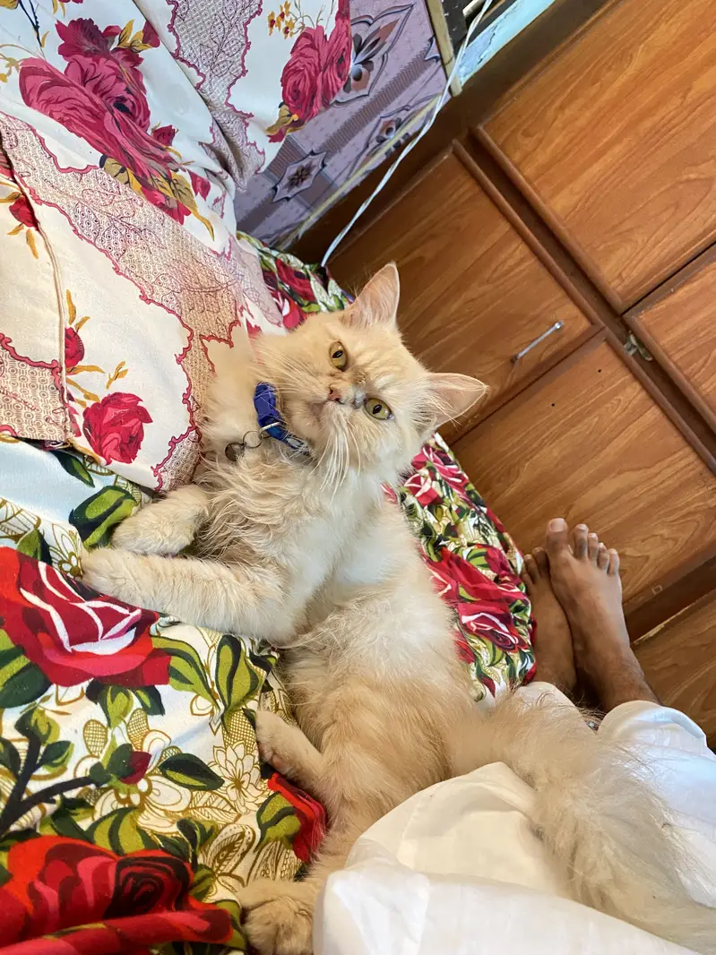 Female Cat — photo 8