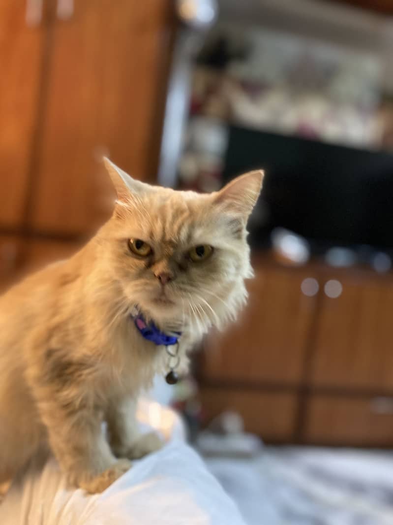 Female Cat 8