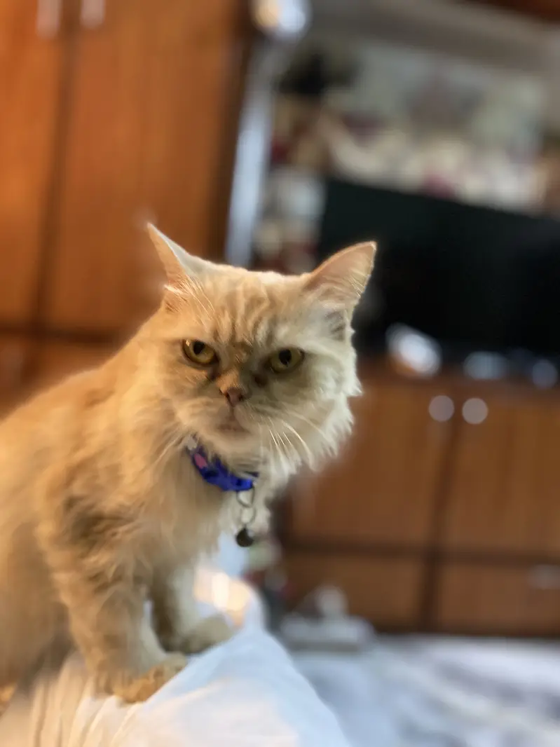 Female Cat — photo 9