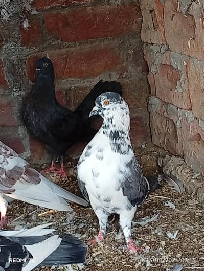 All pigeon sell 1piece 500