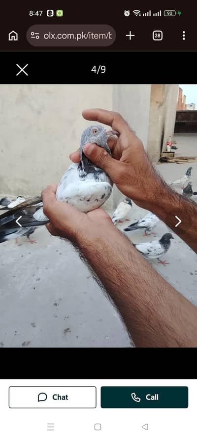 parwazi Kabotar